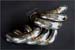 Greenline Motorsports - Kazama  F-1 Manifold